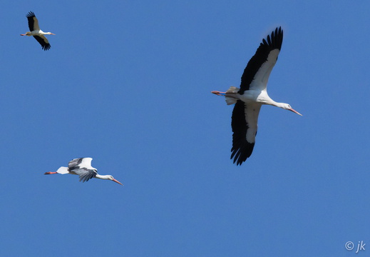 Vögel
