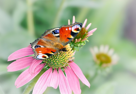 Schmetterlinge
